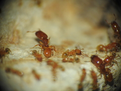 Pheidole dispar