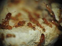 Pheidole dispar