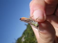 Stenobothrus fischeri