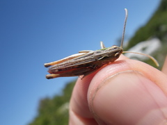 Stenobothrus fischeri
