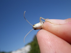 Stenobothrus fischeri