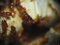 Pheidole dispar