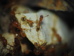 Pheidole dispar
