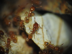 Pheidole dispar