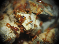 Pheidole dispar