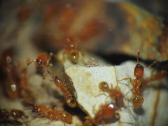 Pheidole dispar