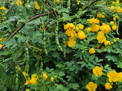 Senna bicapsularis