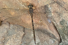 Gynacantha nourlangie