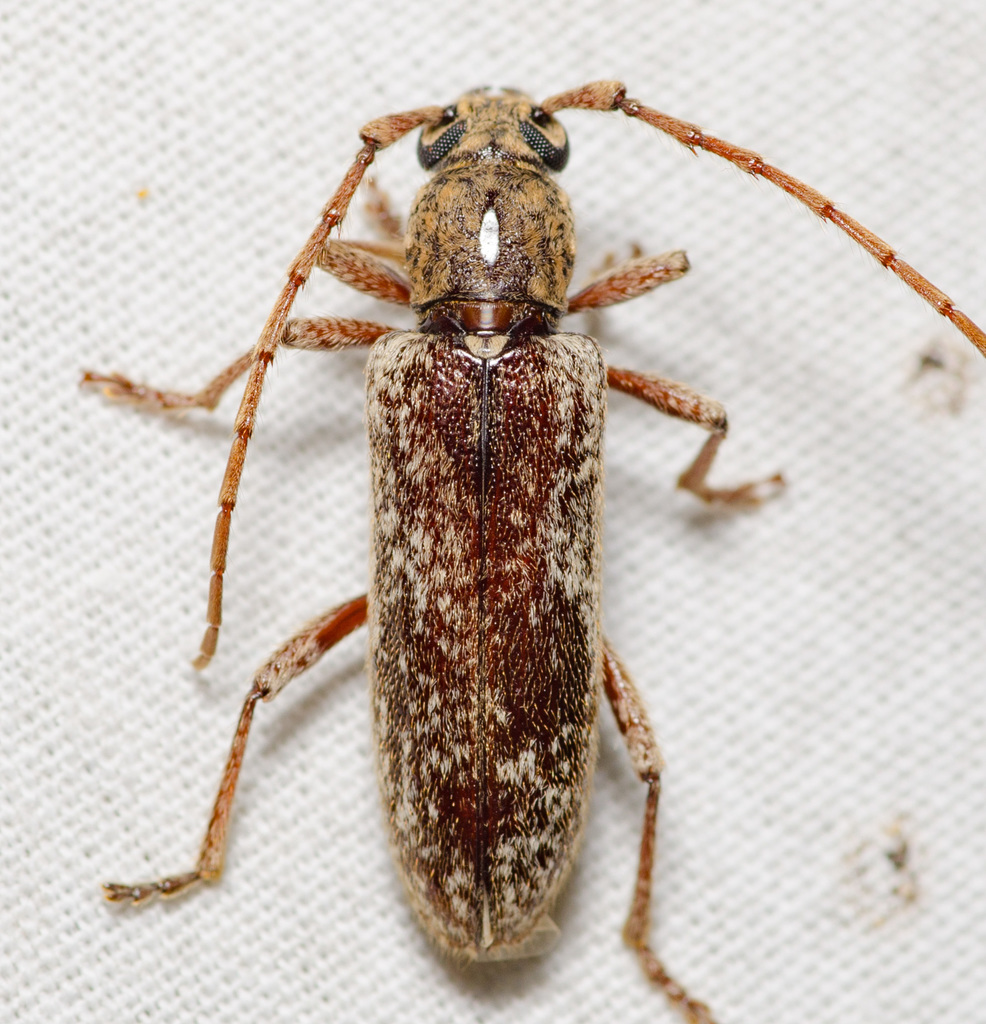 Anelaphus debilis