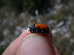 Cryptocephalus obliteratifer