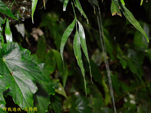 Asplenium formosae iNat (1)
