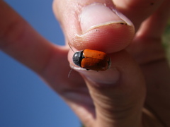 Cryptocephalus obliteratifer