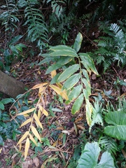 Zingiber kawagoii