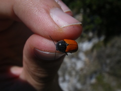 Cryptocephalus obliteratifer