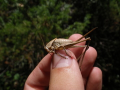 Thyreonotus corsicus