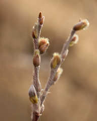 Salix