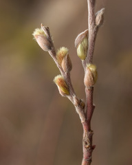 Salix