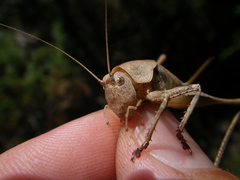 Thyreonotus corsicus