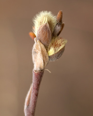 Salix