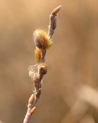 Salix