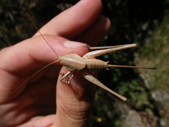 Thyreonotus corsicus