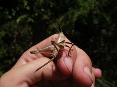 Thyreonotus corsicus