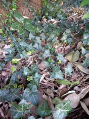Hedera helix