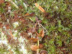 Bartramiopsis lescurii