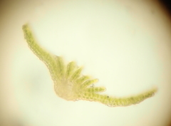 Bartramiopsis lescurii