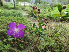 Pleroma semidecandrum