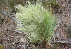 Choretrum glomeratum