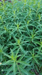 Chamaenerion angustifolium