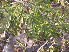 Thouinidium decandrum