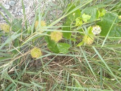 Passiflora
