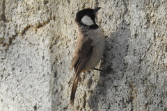 Pycnonotus leucotis