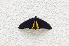 Troides helena cerberus