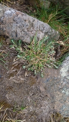 Spergularia rupicola