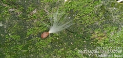 Anodendron