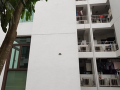 Troides helena cerberus