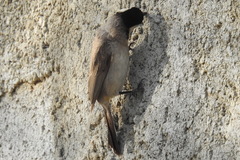 Pycnonotus leucotis