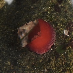 Epiactis lisbethae
