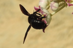 Xylocopa sulcatipes