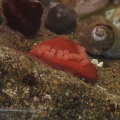 Epiactis lisbethae