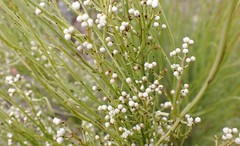 Choretrum glomeratum