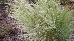 Choretrum glomeratum