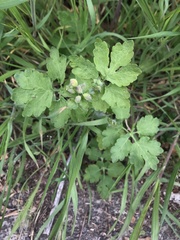 Chelidonium majus