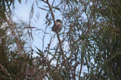 Malurus cyaneus samueli