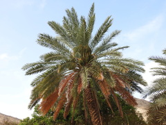Phoenix dactylifera