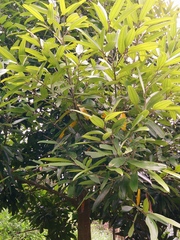Cinnamomum cassia