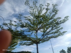 Terminalia molinetii